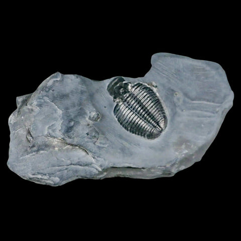 1.2" Elrathia Kingi Trilobite Fossil In Matrix House Range Utah Cambrian Age COA - Fossil Age Minerals