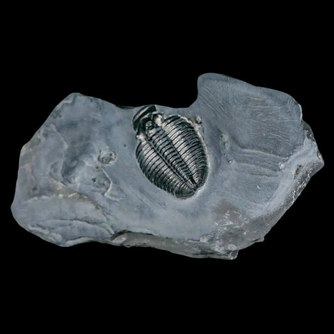 1.2" Elrathia Kingi Trilobite Fossil In Matrix House Range Utah Cambrian Age COA - Fossil Age Minerals