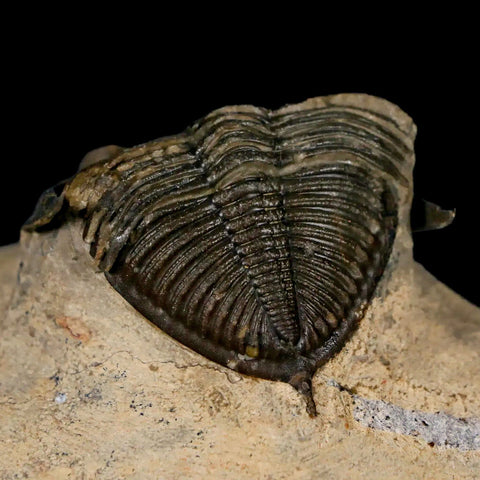 2.6" Zlichovaspis Rugosa Trilobite Fossil Morocco Devonian Age 400 Mil Yrs Old - Fossil Age Minerals