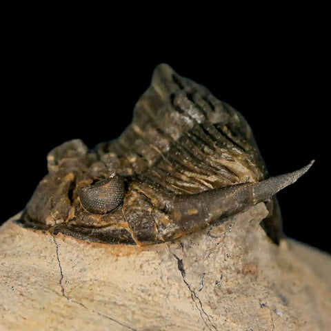 2.6" Zlichovaspis Rugosa Trilobite Fossil Morocco Devonian Age 400 Mil Yrs Old - Fossil Age Minerals