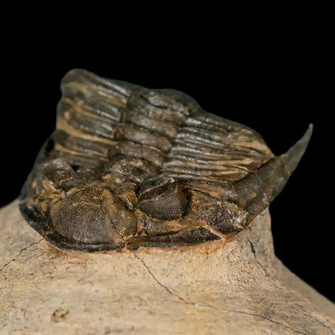 2.6" Zlichovaspis Rugosa Trilobite Fossil Morocco Devonian Age 400 Mil Yrs Old - Fossil Age Minerals