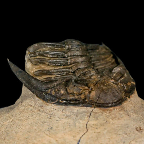 2.6" Zlichovaspis Rugosa Trilobite Fossil Morocco Devonian Age 400 Mil Yrs Old - Fossil Age Minerals