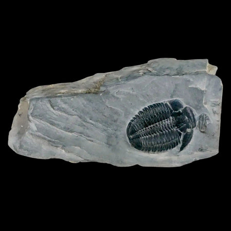 1.2" Elrathia Kingi Trilobite Fossil In Matrix House Range Utah Cambrian Age COA