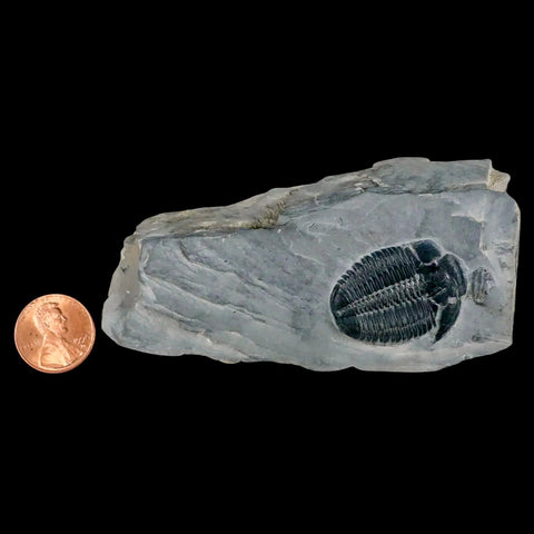 1.2" Elrathia Kingi Trilobite Fossil In Matrix House Range Utah Cambrian Age COA - Fossil Age Minerals