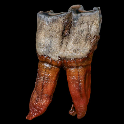 3.5" Woolly Rhinoceros Fossil Rooted Tooth Pleistocene Age Megafauna Russia COA - Fossil Age Minerals