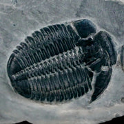 1.2" Elrathia Kingi Trilobite Fossil In Matrix House Range Utah Cambrian Age COA