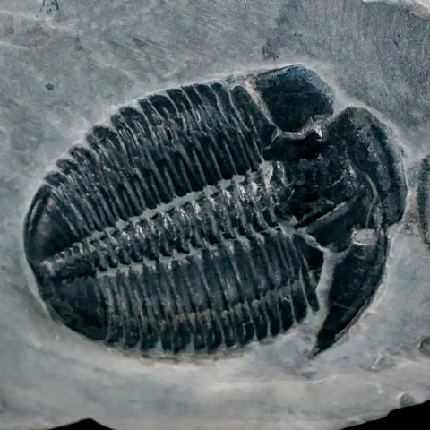 1.2" Elrathia Kingi Trilobite Fossil In Matrix House Range Utah Cambrian Age COA - Fossil Age Minerals