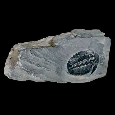 1.2" Elrathia Kingi Trilobite Fossil In Matrix House Range Utah Cambrian Age COA - Fossil Age Minerals