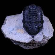 2.2" Morocconites Malladoides Trilobite Fossil Morocco Devonian Age Display, COA
