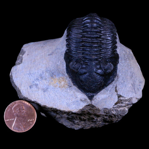 2.2" Morocconites Malladoides Trilobite Fossil Morocco Devonian Age Display, COA - Fossil Age Minerals