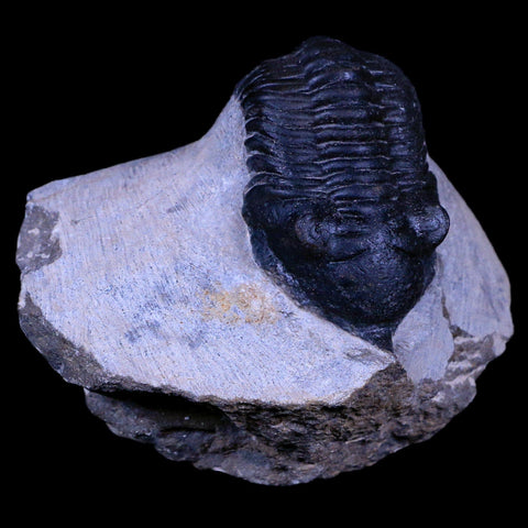 2.2" Morocconites Malladoides Trilobite Fossil Morocco Devonian Age Display, COA - Fossil Age Minerals