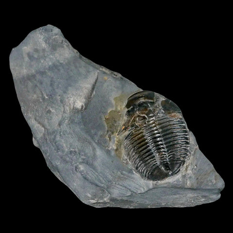 1.3" Elrathia Kingi Trilobite Fossil In Matrix House Range Utah Cambrian Age COA - Fossil Age Minerals