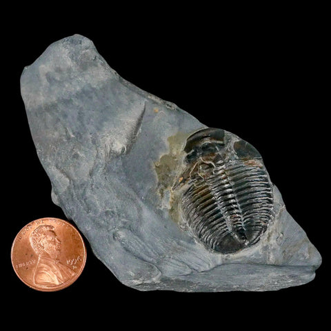 1.3" Elrathia Kingi Trilobite Fossil In Matrix House Range Utah Cambrian Age COA - Fossil Age Minerals