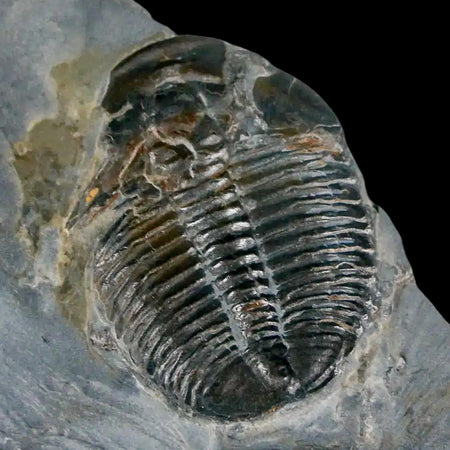 1.3" Elrathia Kingi Trilobite Fossil In Matrix House Range Utah Cambrian Age COA