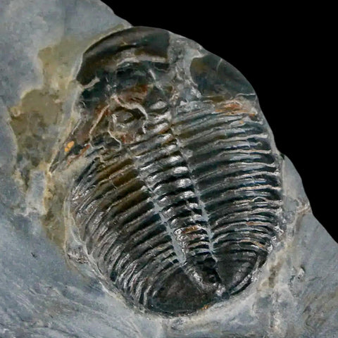 1.3" Elrathia Kingi Trilobite Fossil In Matrix House Range Utah Cambrian Age COA - Fossil Age Minerals