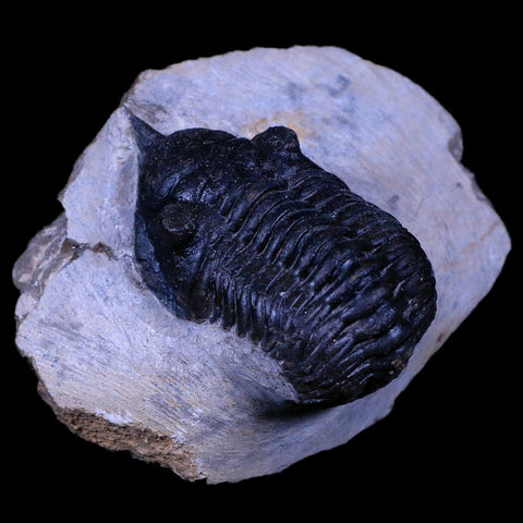 2.2" Morocconites Malladoides Trilobite Fossil Morocco Devonian Age Display, COA - Fossil Age Minerals