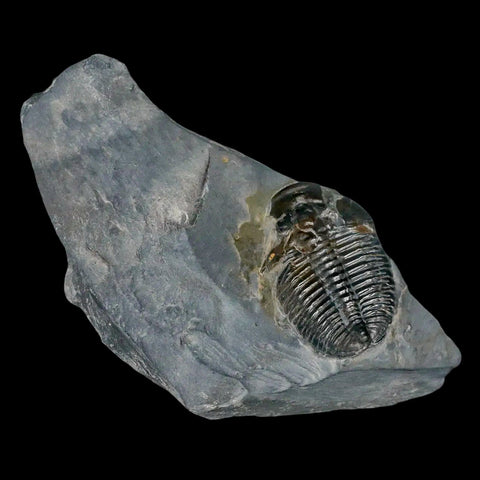 1.3" Elrathia Kingi Trilobite Fossil In Matrix House Range Utah Cambrian Age COA - Fossil Age Minerals