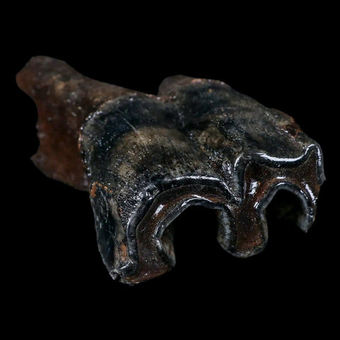 3.8" Woolly Rhinoceros Fossil Rooted Tooth Pleistocene Age Megafauna Russia COA - Fossil Age Minerals