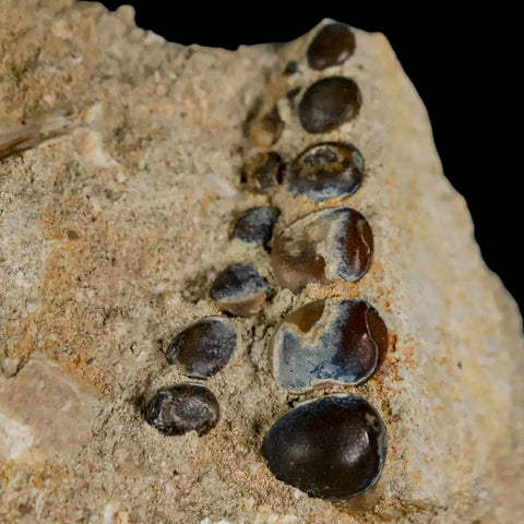 1.4" Bony Fish Fossil Phacodus Punctatus Ray Finned Jaw Teeth In Matrix Morocco - Fossil Age Minerals