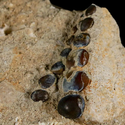 1.4" Bony Fish Fossil Phacodus Punctatus Ray Finned Jaw Teeth In Matrix Morocco - Fossil Age Minerals