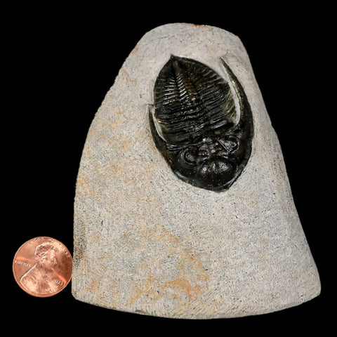 2" Zlichovaspis Rugosa Trilobite Fossil Morocco Devonian Age 400 Mil Yrs Old - Fossil Age Minerals