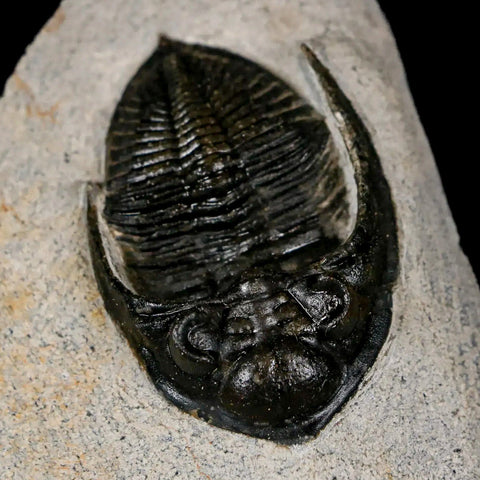 2" Zlichovaspis Rugosa Trilobite Fossil Morocco Devonian Age 400 Mil Yrs Old - Fossil Age Minerals