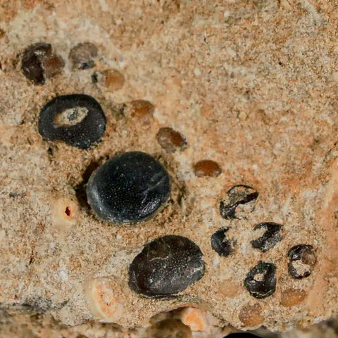 1.4" Bony Fish Fossil Phacodus Punctatus Ray Finned Jaw Teeth In Matrix Morocco - Fossil Age Minerals