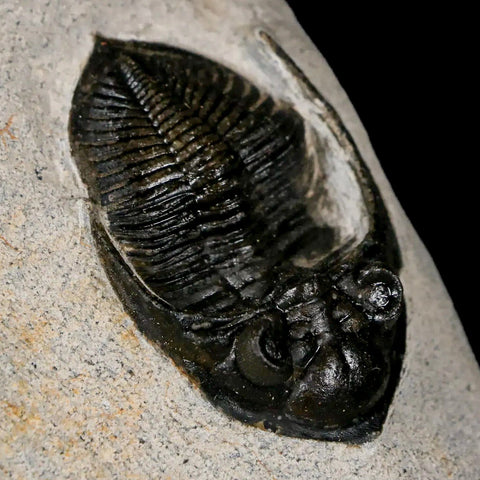 2" Zlichovaspis Rugosa Trilobite Fossil Morocco Devonian Age 400 Mil Yrs Old - Fossil Age Minerals