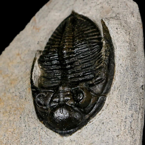 2" Zlichovaspis Rugosa Trilobite Fossil Morocco Devonian Age 400 Mil Yrs Old - Fossil Age Minerals