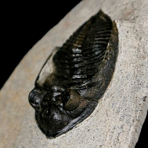 2" Zlichovaspis Rugosa Trilobite Fossil Morocco Devonian Age 400 Mil Yrs Old - Fossil Age Minerals