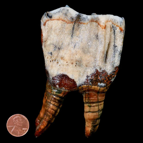 4.3" Woolly Rhinoceros Fossil Rooted Tooth Pleistocene Age Megafauna Russia COA - Fossil Age Minerals