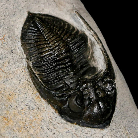 2" Zlichovaspis Rugosa Trilobite Fossil Morocco Devonian Age 400 Mil Yrs Old - Fossil Age Minerals