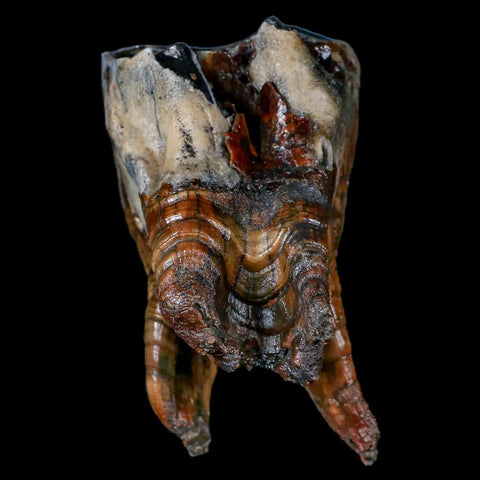 4.3" Woolly Rhinoceros Fossil Rooted Tooth Pleistocene Age Megafauna Russia COA - Fossil Age Minerals