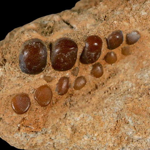 1.3" Bony Fish Fossil Phacodus Punctatus Ray Finned Jaw Teeth In Matrix Morocco - Fossil Age Minerals