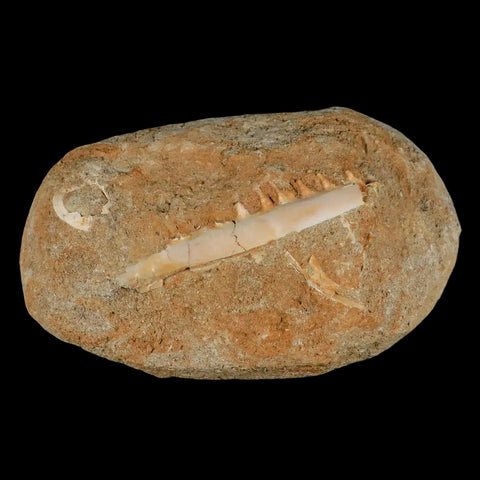 2.8" Saber Toothed Herring Fossil Tooth Jaw Section Enchodus Libycus Cretaceous Age - Fossil Age Minerals