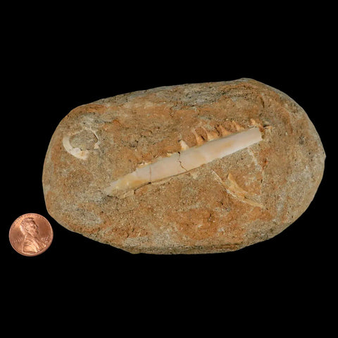 2.8" Saber Toothed Herring Fossil Tooth Jaw Section Enchodus Libycus Cretaceous Age - Fossil Age Minerals