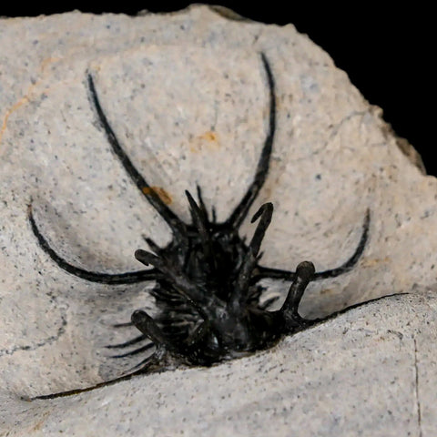 1.8" Rare Ceratarges Trilobite Fossil Morocco Devonian Age 400 Mil Yrs Old - Fossil Age Minerals