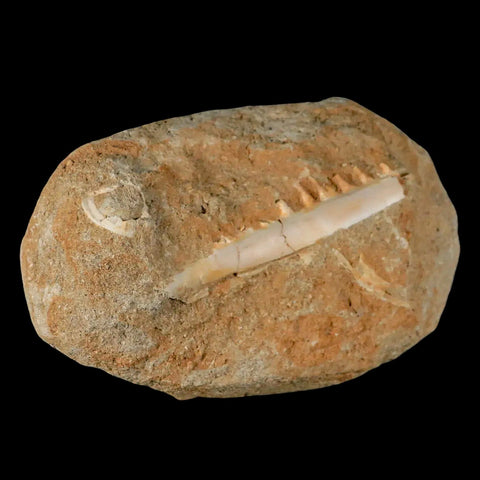 2.8" Saber Toothed Herring Fossil Tooth Jaw Section Enchodus Libycus Cretaceous Age - Fossil Age Minerals