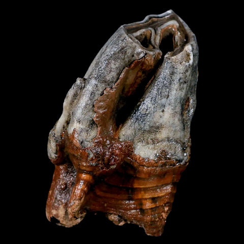 4" Woolly Rhinoceros Fossil Rooted Tooth Pleistocene Age Megafauna Russia COA - Fossil Age Minerals