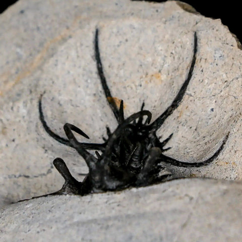 1.8" Rare Ceratarges Trilobite Fossil Morocco Devonian Age 400 Mil Yrs Old - Fossil Age Minerals