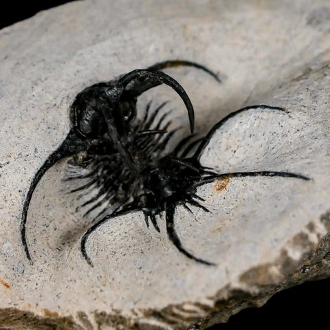 1.8" Rare Ceratarges Trilobite Fossil Morocco Devonian Age 400 Mil Yrs Old - Fossil Age Minerals