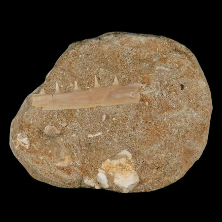 2.1" Saber Toothed Herring Fossil Tooth Jaw Section Enchodus Libycus Cretaceous Age