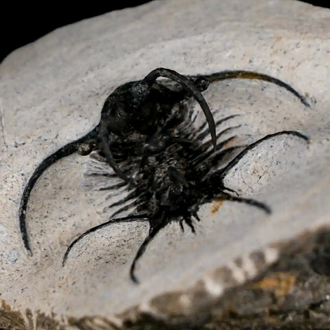 1.8" Rare Ceratarges Trilobite Fossil Morocco Devonian Age 400 Mil Yrs Old - Fossil Age Minerals