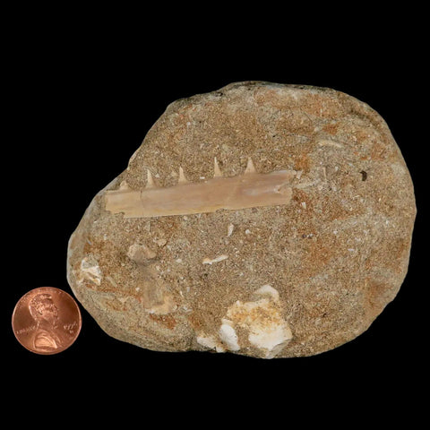 2.1" Saber Toothed Herring Fossil Tooth Jaw Section Enchodus Libycus Cretaceous Age - Fossil Age Minerals