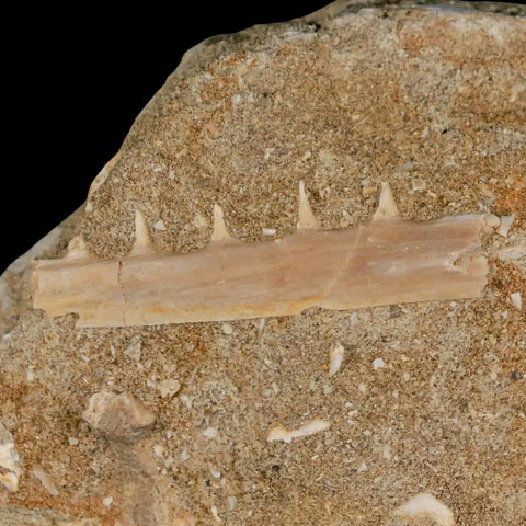 2.1" Saber Toothed Herring Fossil Tooth Jaw Section Enchodus Libycus Cretaceous Age - Fossil Age Minerals