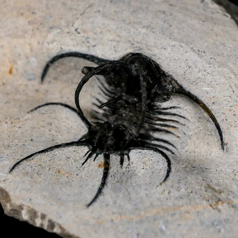 1.8" Rare Ceratarges Trilobite Fossil Morocco Devonian Age 400 Mil Yrs Old - Fossil Age Minerals