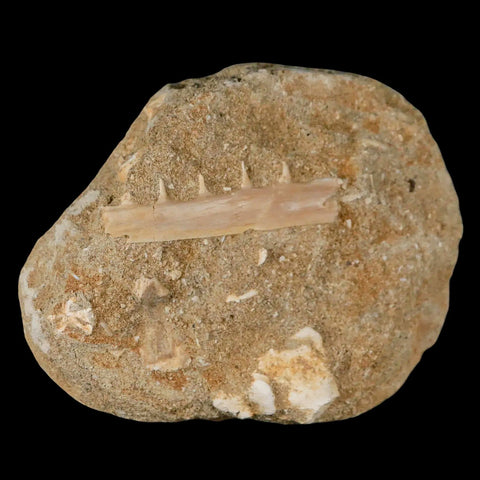 2.1" Saber Toothed Herring Fossil Tooth Jaw Section Enchodus Libycus Cretaceous Age - Fossil Age Minerals