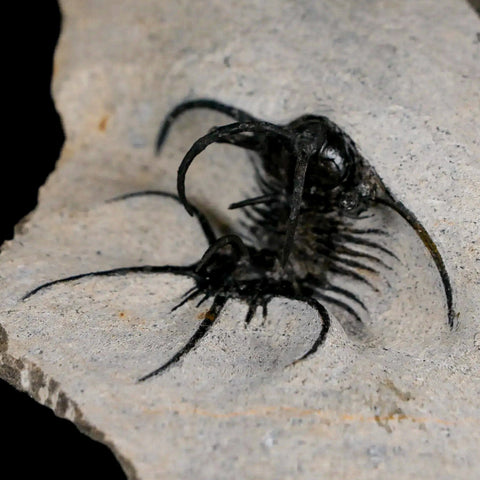 1.8" Rare Ceratarges Trilobite Fossil Morocco Devonian Age 400 Mil Yrs Old - Fossil Age Minerals