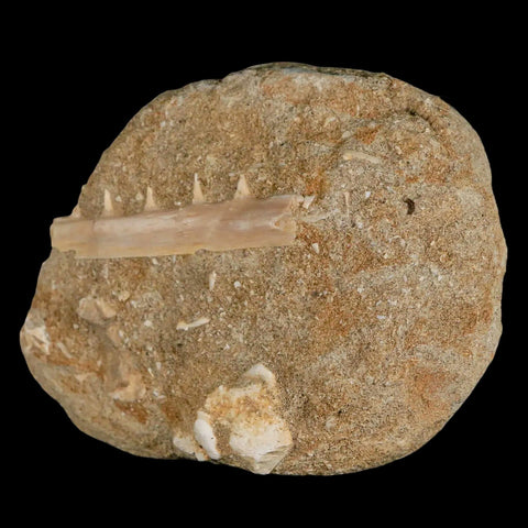 2.1" Saber Toothed Herring Fossil Tooth Jaw Section Enchodus Libycus Cretaceous Age - Fossil Age Minerals