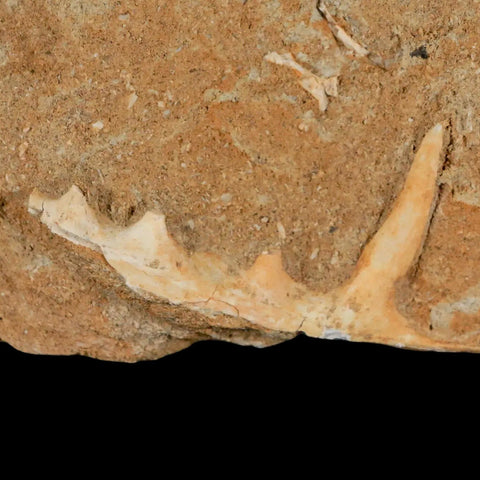 2.8" Saber Toothed Herring Fossil Tooth Jaw Section Enchodus Libycus Cretaceous Age - Fossil Age Minerals